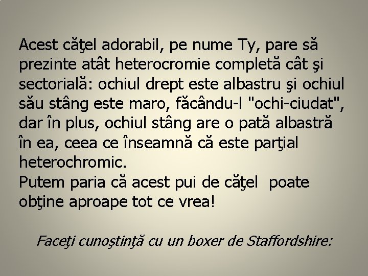 Acest căţel adorabil, pe nume Ty, pare să prezinte atât heterocromie completă cât şi