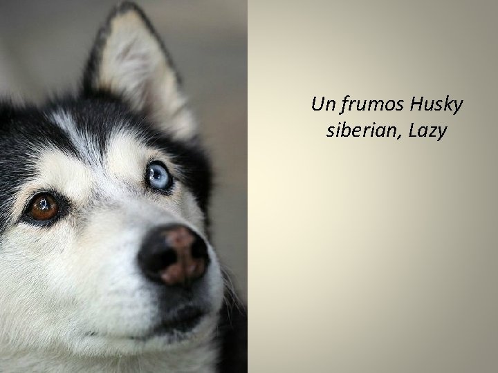 Un frumos Husky siberian, Lazy 