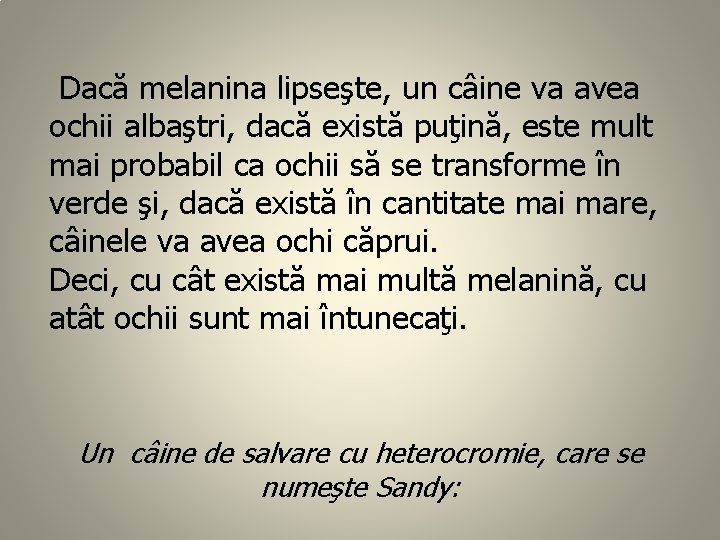  Dacă melanina lipseşte, un câine va avea ochii albaştri, dacă există puţină, este