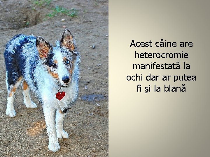 Acest câine are heterocromie manifestată la ochi dar ar putea fi şi la blană