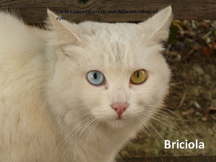 Cat Briciola with pretty and different colour of eyes Briciola 