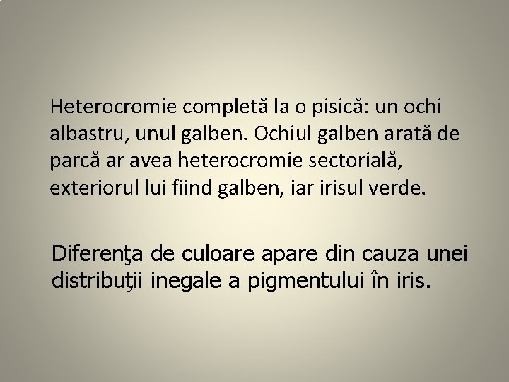 Heterocromie completă la o pisică: un ochi albastru, unul galben. Ochiul galben arată de