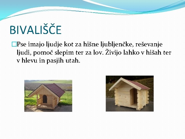 BIVALIŠČE �Pse imajo ljudje kot za hišne ljubljenčke, reševanje ljudi, pomoč slepim ter za