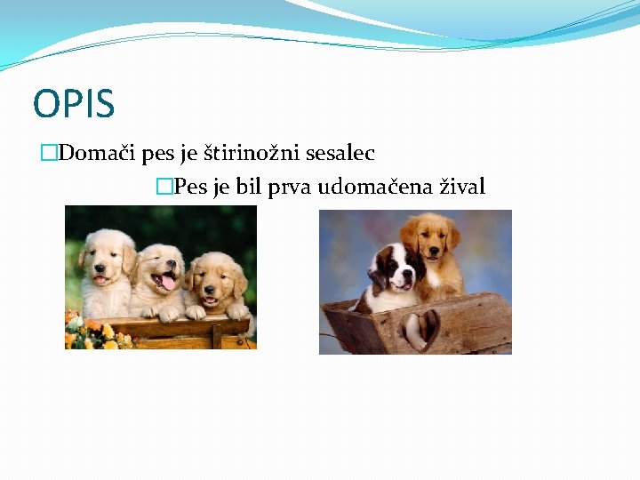 OPIS �Domači pes je štirinožni sesalec �Pes je bil prva udomačena žival 