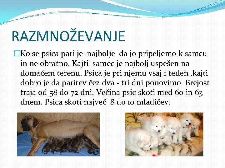 RAZMNOŽEVANJE �Ko se psica pari je najbolje da jo pripeljemo k samcu in ne