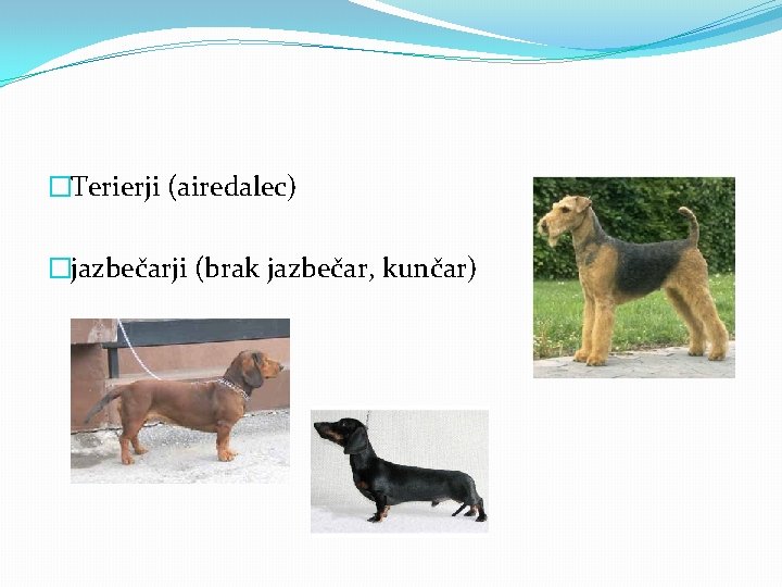 �Terierji (airedalec) �jazbečarji (brak jazbečar, kunčar) 