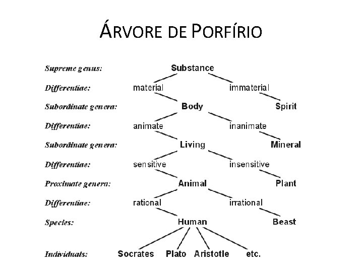 ÁRVORE DE PORFÍRIO 