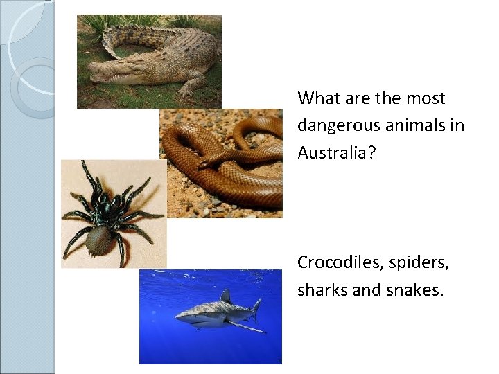 What are the most dangerous animals in Australia? Crocodiles, spiders, sharks and snakes. 