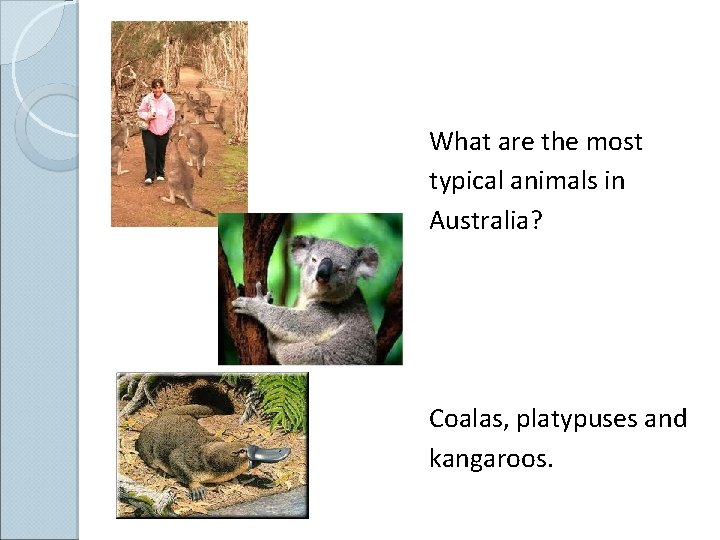 What are the most typical animals in Australia? Coalas, platypuses and kangaroos. 