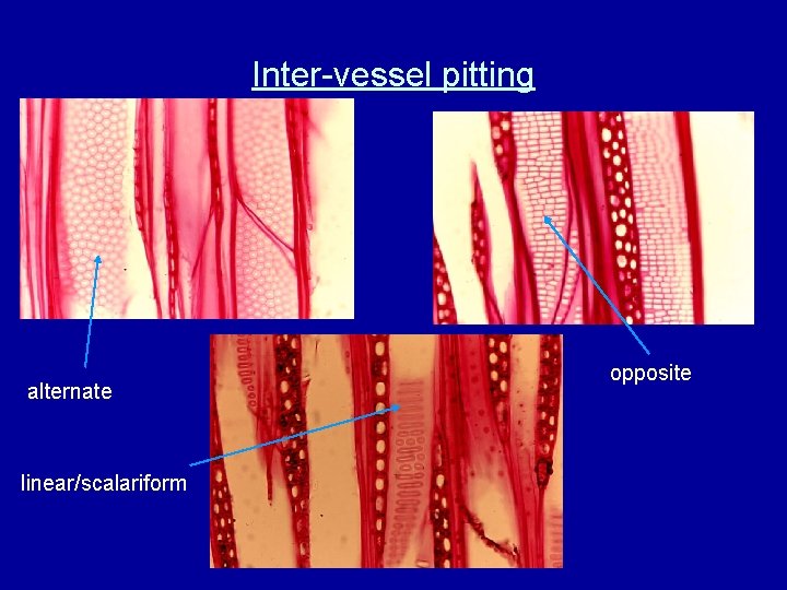 Inter-vessel pitting alternate linear/scalariform opposite 