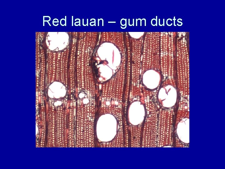 Red lauan – gum ducts 
