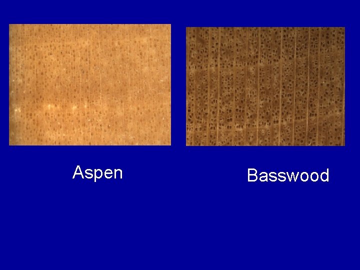 Aspen Basswood 