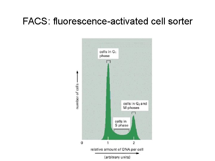FACS: fluorescence-activated cell sorter 