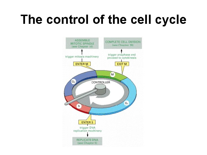 The control of the cell cycle 