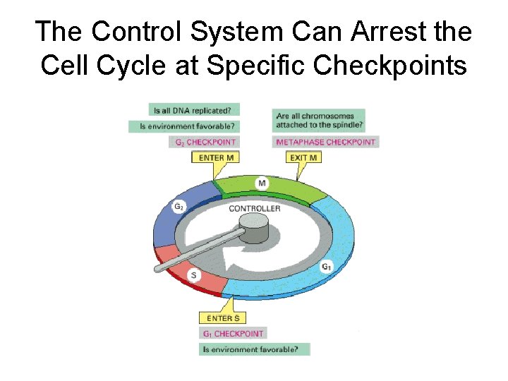 The Control System Can Arrest the Cell Cycle at Specific Checkpoints 