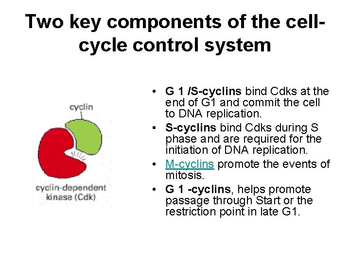 Two key components of the cellcycle control system • G 1 /S-cyclins bind Cdks