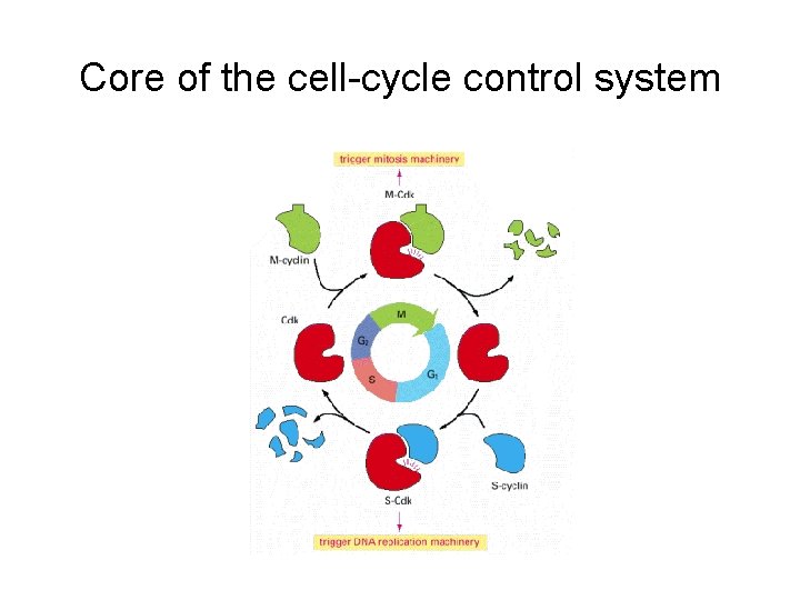 Core of the cell-cycle control system 