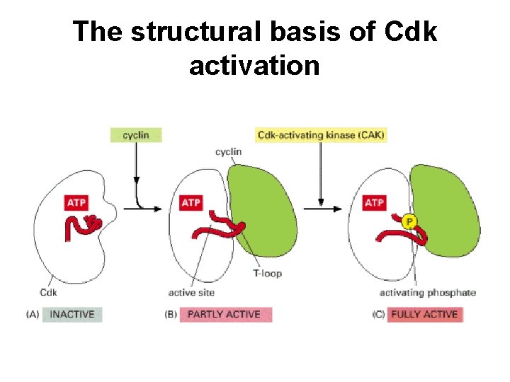 The structural basis of Cdk activation 