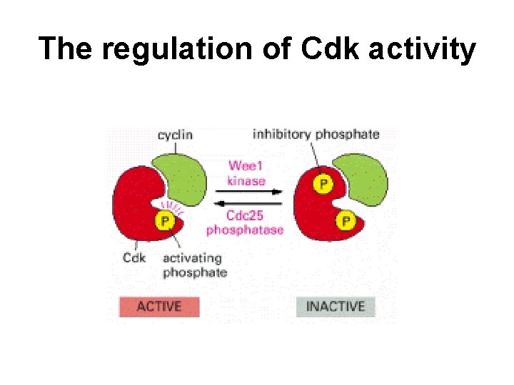 The regulation of Cdk activity 