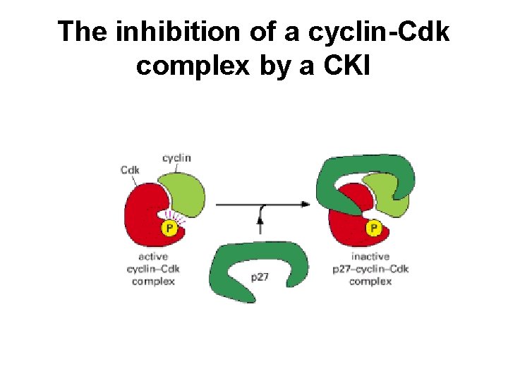 The inhibition of a cyclin-Cdk complex by a CKI 