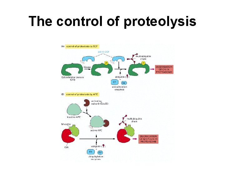 The control of proteolysis 