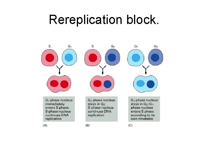 Rereplication block. 