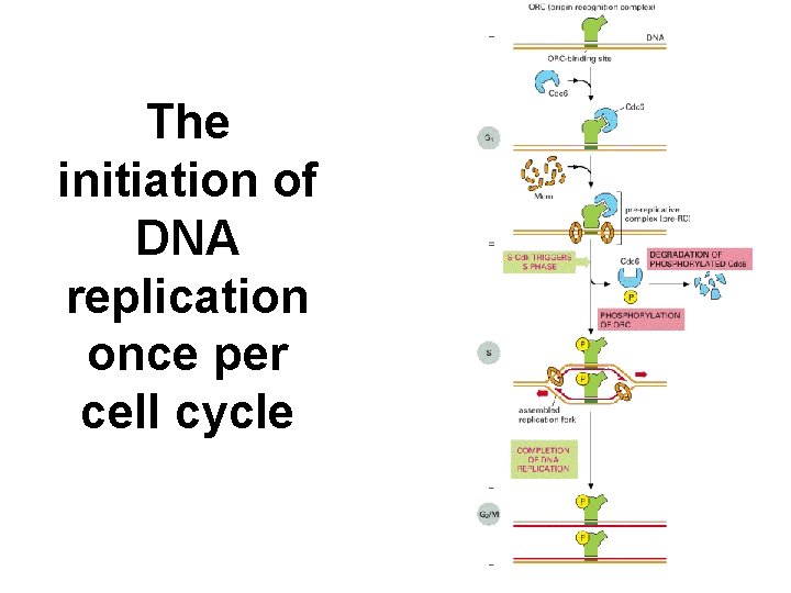 The initiation of DNA replication once per cell cycle 