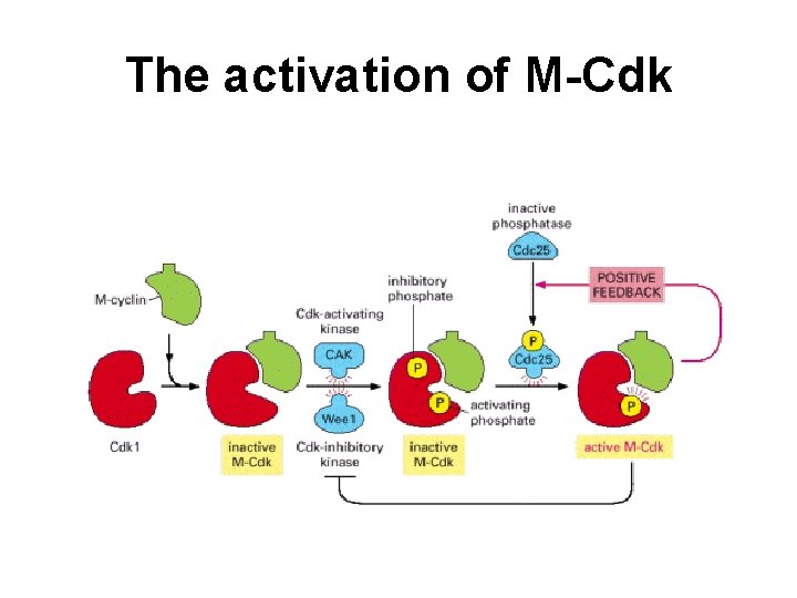 The activation of M-Cdk 
