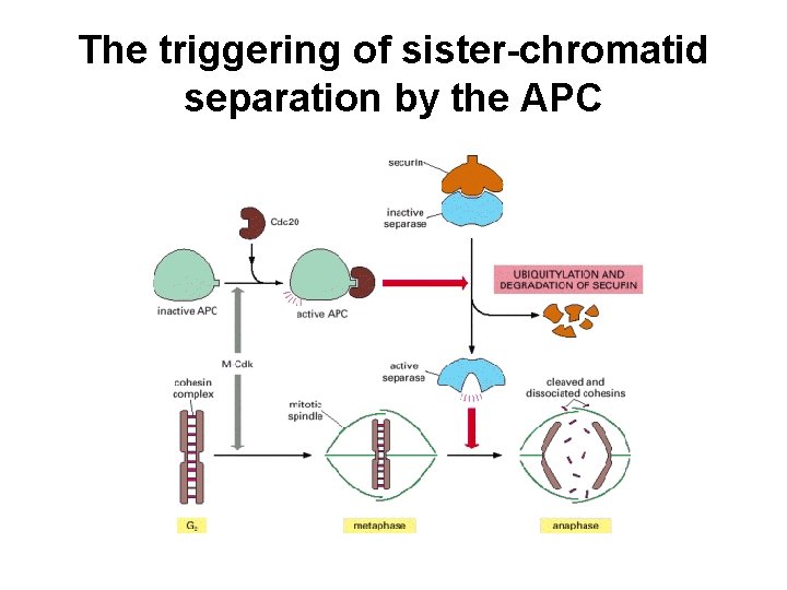 The triggering of sister-chromatid separation by the APC 