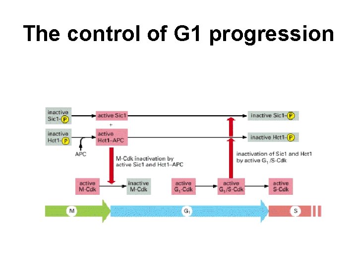 The control of G 1 progression 