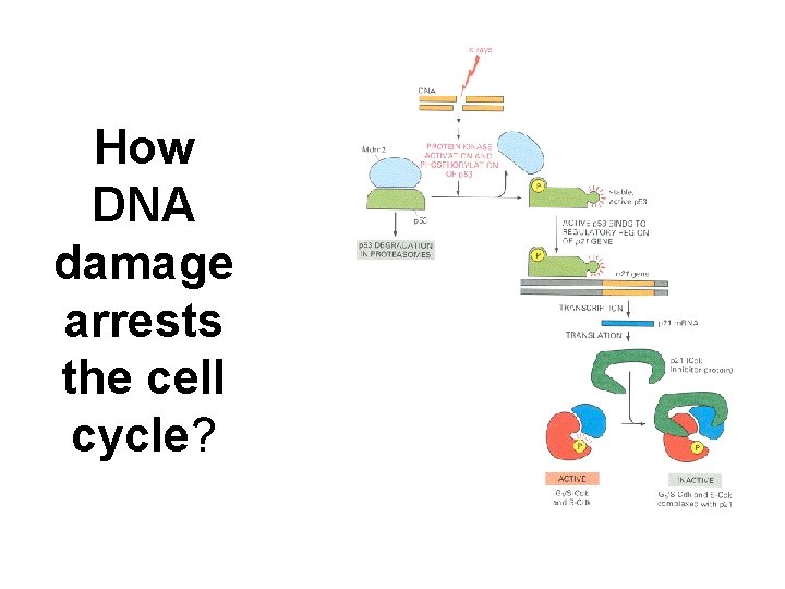 How DNA damage arrests the cell cycle? 