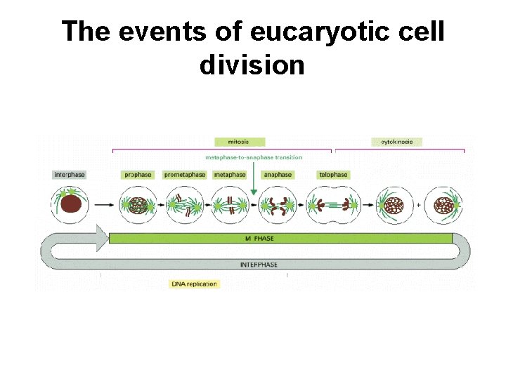 The events of eucaryotic cell division 