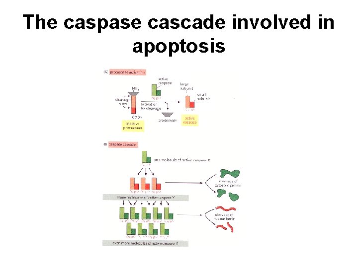 The caspase cascade involved in apoptosis 