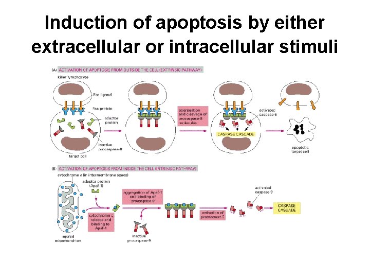 Induction of apoptosis by either extracellular or intracellular stimuli 