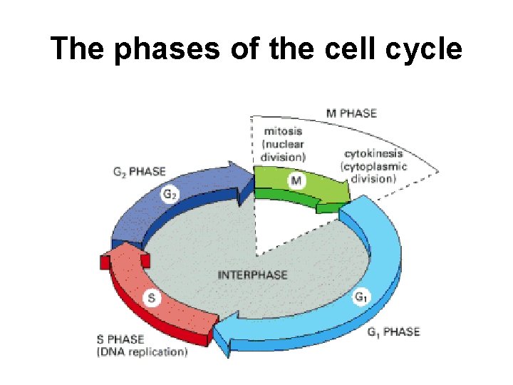 The phases of the cell cycle 