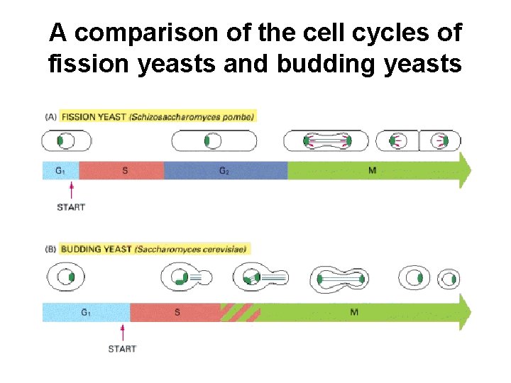 A comparison of the cell cycles of fission yeasts and budding yeasts 