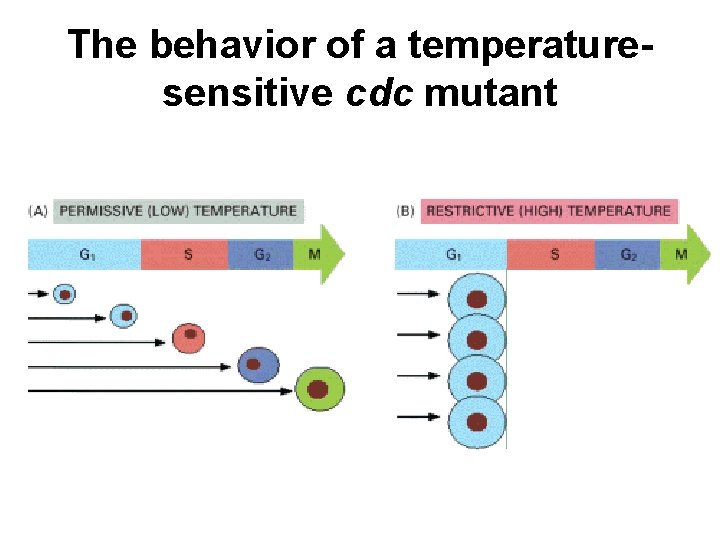 The behavior of a temperaturesensitive cdc mutant 