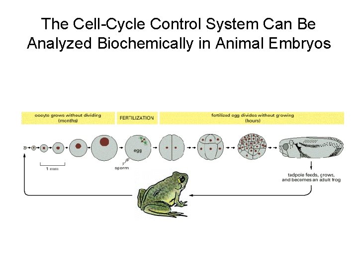 The Cell-Cycle Control System Can Be Analyzed Biochemically in Animal Embryos 