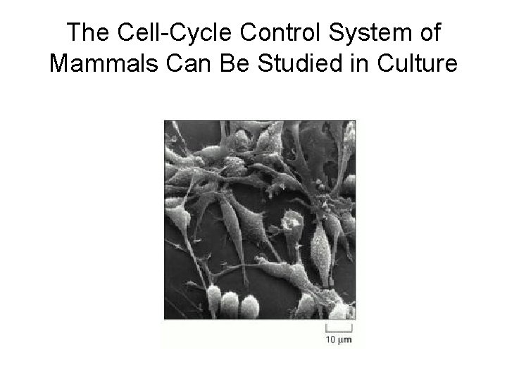 The Cell-Cycle Control System of Mammals Can Be Studied in Culture 