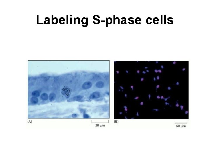 Labeling S-phase cells 