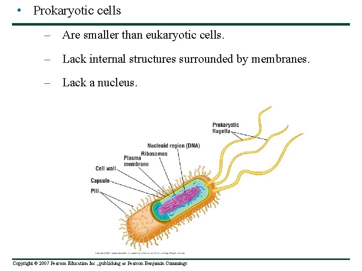  • Prokaryotic cells – Are smaller than eukaryotic cells. – Lack internal structures