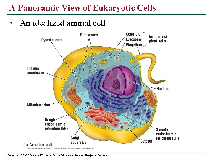 A Panoramic View of Eukaryotic Cells • An idealized animal cell Copyright © 2007