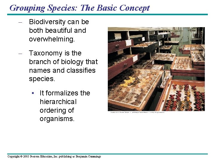Grouping Species: The Basic Concept – Biodiversity can be both beautiful and overwhelming. –