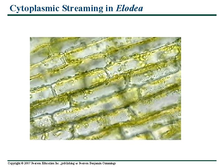 Cytoplasmic Streaming in Elodea Copyright © 2007 Pearson Education Inc. , publishing as Pearson