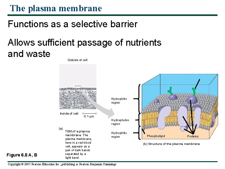The plasma membrane Functions as a selective barrier Allows sufficient passage of nutrients and