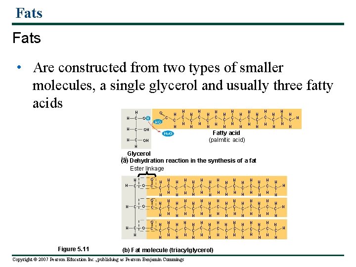 Fats • Are constructed from two types of smaller molecules, a single glycerol and