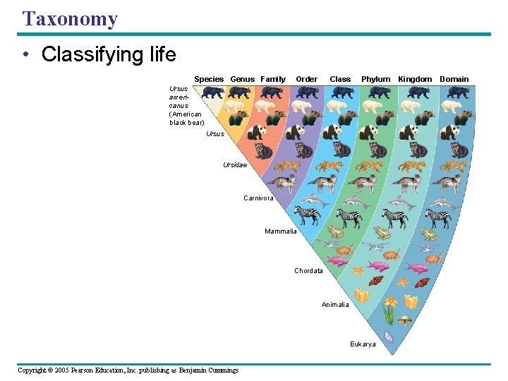 Taxonomy • Classifying life Species Genus Family Order Class Phylum Ursus americanus (American black