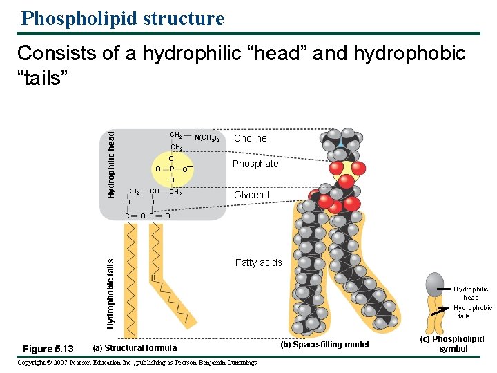 Phospholipid structure CH 2 O O P Figure 5. 13 O– + N(CH )
