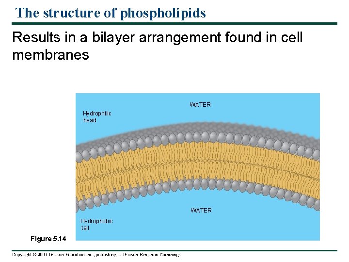 The structure of phospholipids Results in a bilayer arrangement found in cell membranes WATER