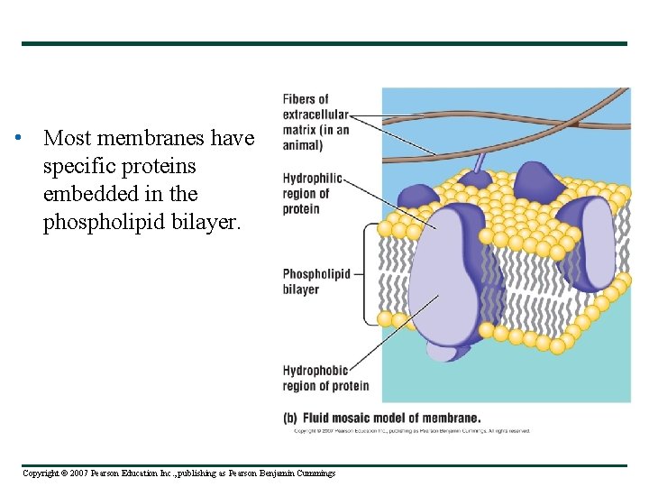  • Most membranes have specific proteins embedded in the phospholipid bilayer. Copyright ©